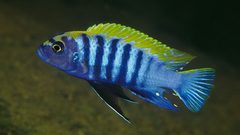 Cynotilapia cichlid freshwater fish