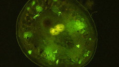 Cyprid stain blue day