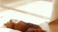 Dachshund Animals Dogs