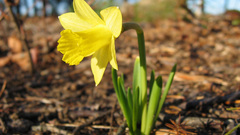 Daffodil flower