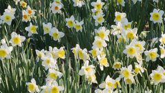 Daffodils white flowers