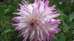Dahlia bright star pink