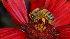 Dahlia heat Seeker pengo