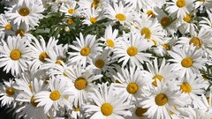 Daisies Flowers