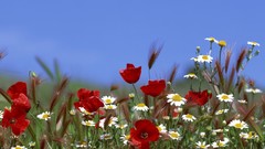Daisies Flowers nature Poppies