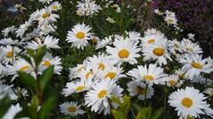 Daisies Flowers nature white flowers
