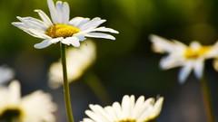 Daisies Flowers nature white flowers