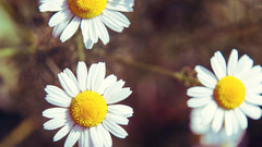 Daisies Flowers Plants matricaria white flowers yellow