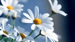 Daisies Flowers white flowers