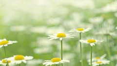Daisies Flowers white flowers