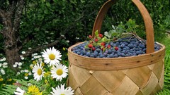 Daisies food blueberries Ferns white flowers fruits baskets 