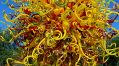 Dale Chihuly