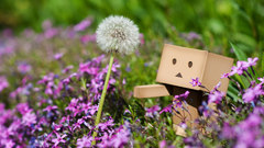 Danboard dandelions
