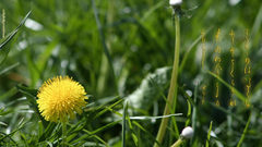 Dandelion