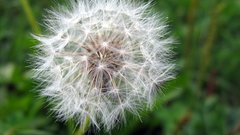 Dandelion clock nature