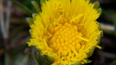 Dandelion flower