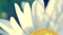 dandelion Flowers Plants