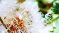 Dandelion lowenzahn flower