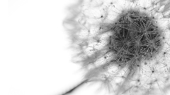 Dandelions