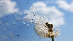 Dandelions