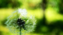 Dandelions lithuania