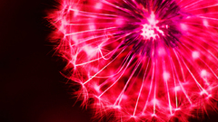 Dandelions selective coloring Photo