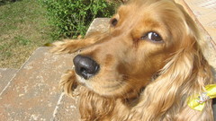 DARA ER spaniel high