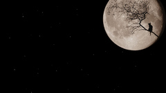 Dark cat moon funny alone