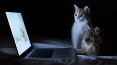 Dark cats Kittens Laptops macbook pro