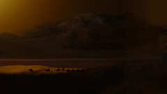 Dark desert Camels
