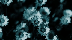 Dark Flowers monochrome