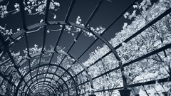 Dark infrared photography