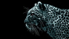 Dark Tigers wireframe digital