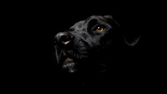 Darkness Animals black Dogs labrador retriever