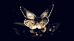 Darkness fly Butterflies Gothic death skulls moths butterfly 