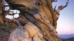 David high muench Resolution