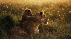 Dawn national park mother african Tanzania Serengeti