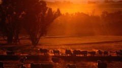 Dawn sheep Australia new south wales