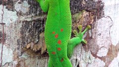 Day gecko how about