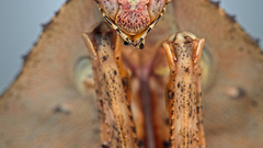 Dead leaf mantis II
