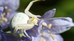 Deadly pretty high Resolution