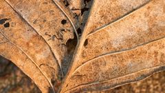 Decaying leaf macro out