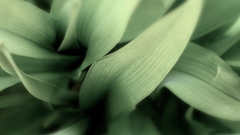 Deep Plant by bodysoulspirit