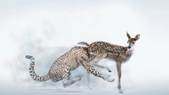 Deer funny accident cheetah