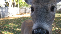 Deer image google set just buck img