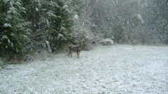 Deer snow salem or