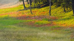 Deer Wyoming plateau national park yellowstone