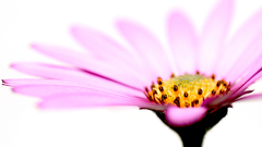 Delicate wide Flowers flower