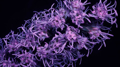 Dense blazing star flower