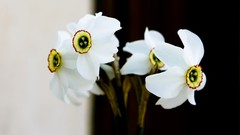 Depth of field daffodils